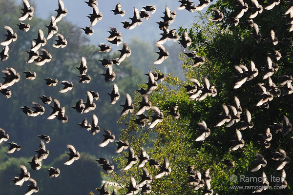 Stare (Sturnus vulgaris) im Sonnenlicht