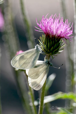 Senfweisslinge (Leptidea sinapsis) bei der Paarung