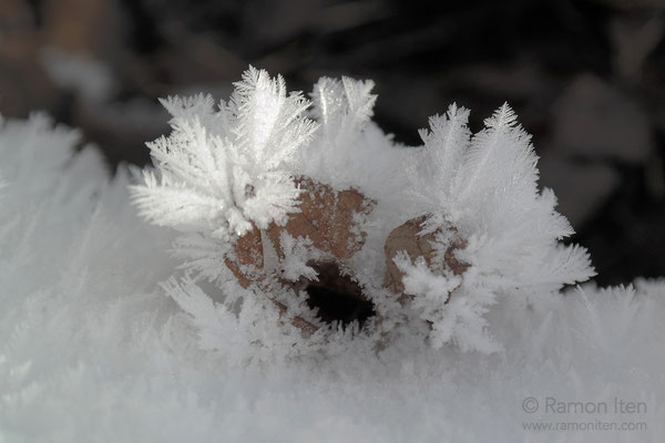 Eisblätter um Herbstlaub