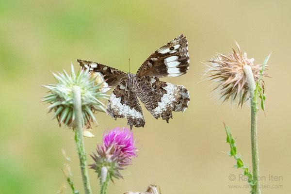 Great banded grayling (Brintesia circe) taking off