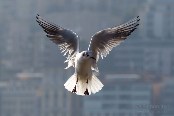 Black-headed gull (Larus ridibundus) in front of the backdrop of Lugano