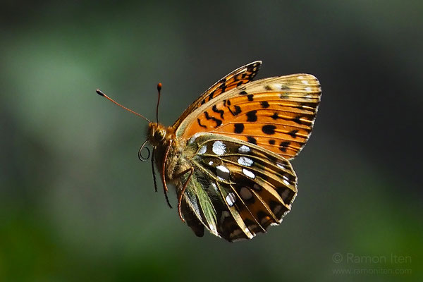Grosser Perlmutterfalter (Argynnis aglaja) im Flug