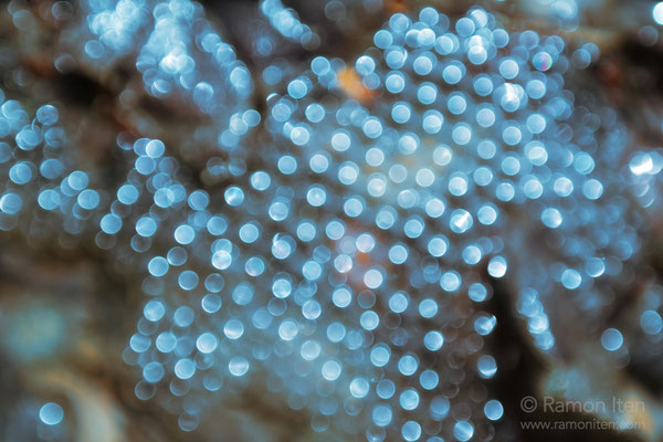 Pearl cluster
