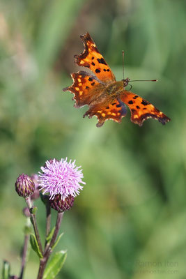 C-Falter (Polygonia c-album) im Flug