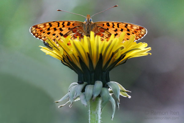 Braunfleckiger Perlmuttfalter (Boloria selene) thront auf Löwenzahn