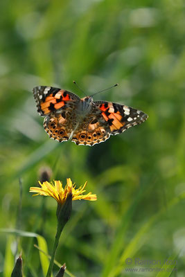 Distelfalter (Vanessa cardui) hebt ab