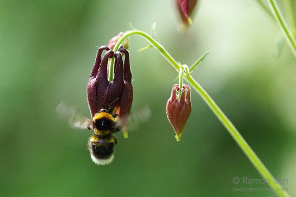 Hummel (Bombus) an Akelei