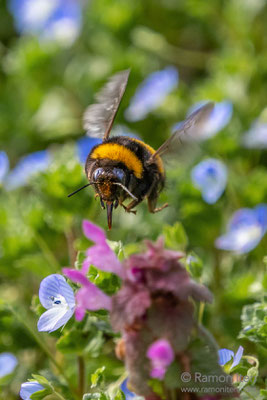 Dunkle Erdhummel (Bombus terrestris) im Flug