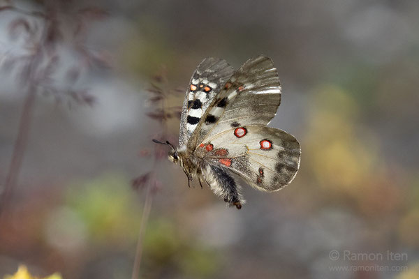 Hochalpen-Apollo (Parnassius phoebus) während Eiablage