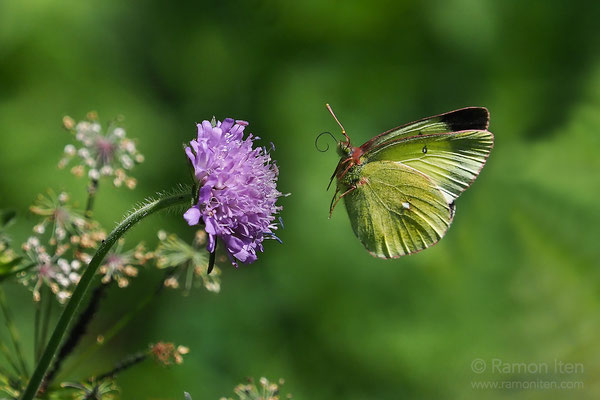 Moorland clouded yellow (Colias palaeno)