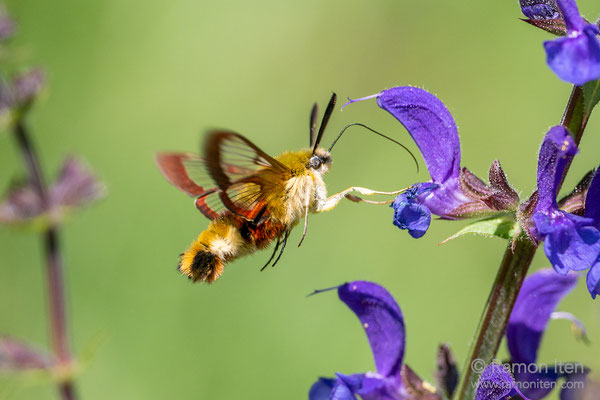 Hummelschwärmer (Hemaris fuciformis) hält sich an Wiesensalbei
