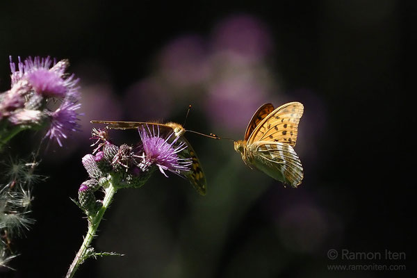 Zwei Kaisermäntel (Argynnis paphia)