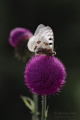 Roter Apollo (Parnassius apollo) auf Nickender Distel