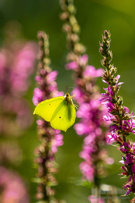 Zitronenfalter (Gonepteryx rhamni) zwischen Blutweiderich