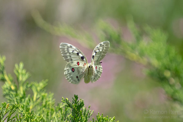 Roter Apollo (Parnassius apollo)
