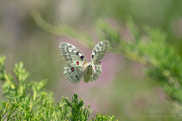 Roter Apollo (Parnassius apollo)