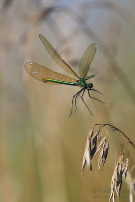 Blauflügel-Prachtlibelle (Calopteryx virgo) vor der Landung