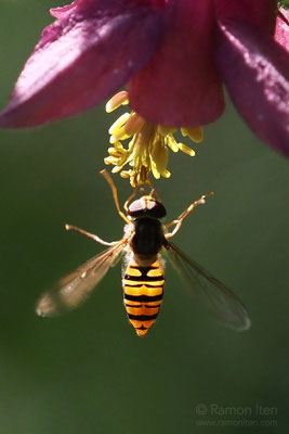 Hainschwebfliege (Episyrphus balteatus) im Abendlicht