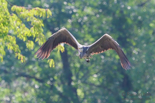 Graureiher (Ardea cinerea)