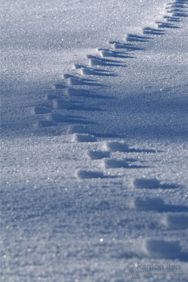 Gefrorene Tierspur auf Schnee