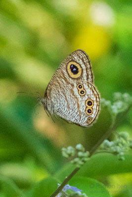 Common five-ring (Ypthima baldus) with its distinctive eyespots