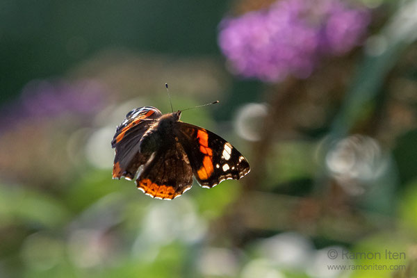 Red admiral (Vanessa atalanta) flies through evening light