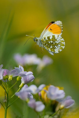 Aurorafalter (Anthocharis cardamines) über Wiesenschaumkraut