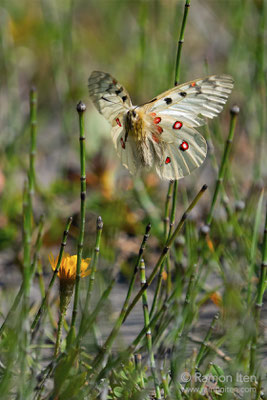 Small Apollo (Parnassius phoebus) in flight