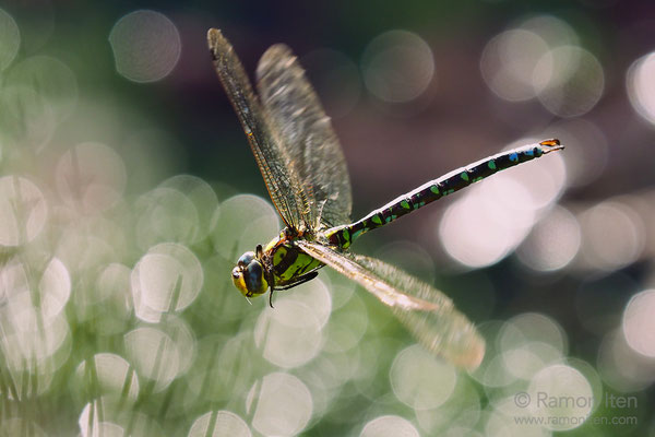 Blaugrüne Mosaikjungfer (Aeshna cyanea) im Flug