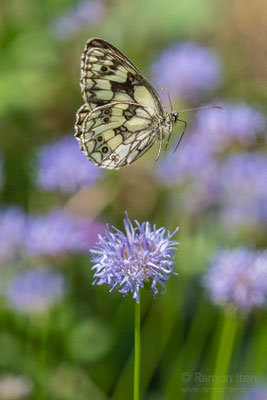 Schachbrettfalter (Melanargia galathea) über Schaft-Kugelblume