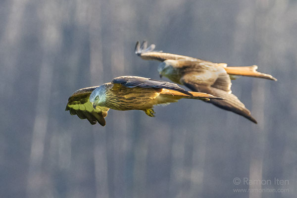 Two red kites (Milvus milvus)