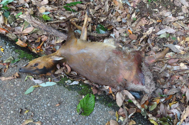 キョン：林道脇にキョンの死骸があった。10年で倍以上に増加し駆除に力を入れているが追いつかない。交通事故か崖から落ちたようだった。歩いていると、野太い絶叫か雄たけびに似た見かけとは違う鳴き声にいつもドキッとさせられる。