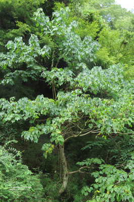 アブラギリ　　湿った日当たりの良い低地にはよく生えている　　アカメガシワやアオギリの葉に似ている
