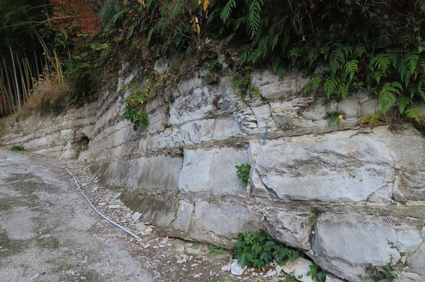 粘土層（泥岩）と砂層が交互に重なりあった地層