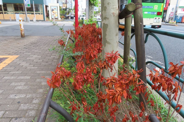 歩道植え込み