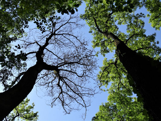 他の場所のナラ枯れ樹木の比較。コナラ（左側）はナラ枯れを起し枯死木になっているが、約1m離れた所のクヌギ（右側）は全く被害を受けず（2021.4.19）。