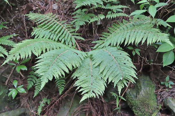 ②ツヤナシイノデ（オシダ科） 葉柄下部から中軸にかけて淡褐色の広卵形の大きな鱗片がついているので分かりやすいです