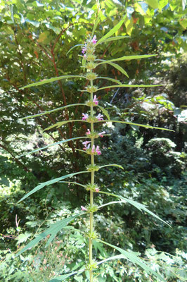 メハジキ：林道を歩いていると、道路脇に突然1.5ｍくらいの大きな植物が目に入った。シソ科のメハジキに久しぶりに出会った。あまり場所にはこだわらないようで、いつも思わぬところに突然現れてびっくりさせてくれる。