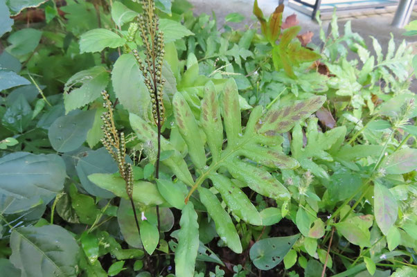 コウヤワラビ　　森林ふれあい推進センターの植え込みに生えています。同じく胞子葉をつけています。途中イヌガンソクもと探しましたが、残念ながら見つかりませんでした