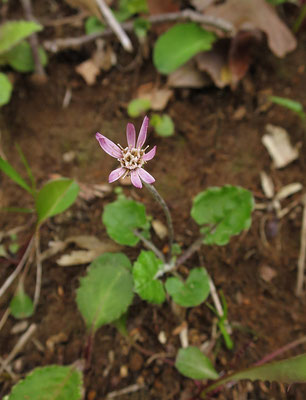 高尾山頂直下でセンボンヤリが咲いていた。別名ムラサキタンポポ。だけど高尾山域のセンボンヤリの花は白花が多い。その中で紫色の花を見つけた。高尾山としてはラッキーな出会いだった。2021年4月13日(火)：曇