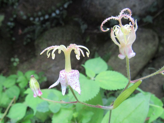 ユニークな形のヤマホトトギス（右側咲き始め左側蕾）
