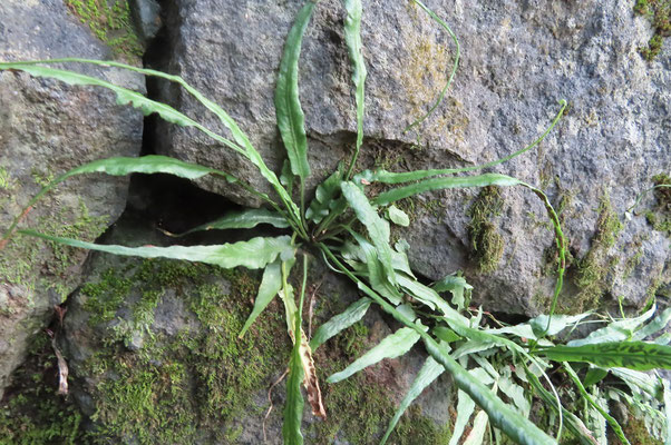 クモノスシダ　1号路の下り、ケーブル駅をすぎた石垣に生えています。まさしく 忍者の投げるクモの巣のようです