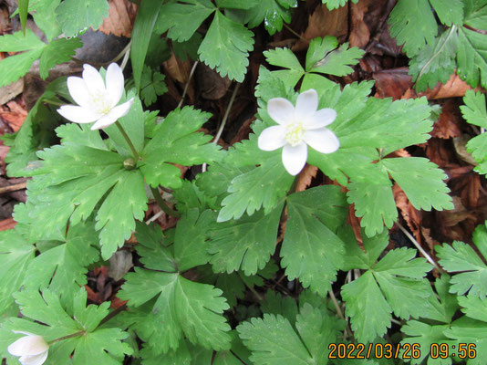 一つは蕾のニリンソウの花