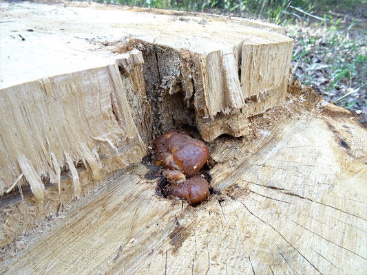 空洞化した所に木屑が堆積し茶褐色で肉厚・弾力あるキノコが発生（2021.3.19）。晩秋から早春頃に発生するキノコとしてはヒラタケ属か？ 伐採後約15日目頃から傘が溶け出した。