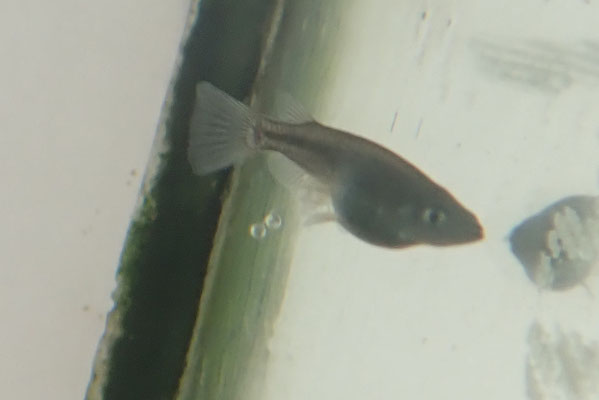 産卵その４