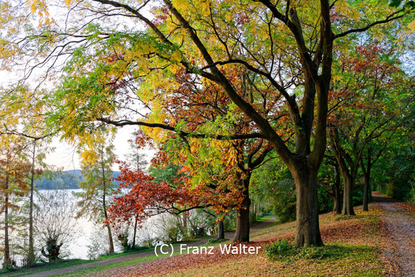 "Herbstzauber am See (7-39942)" - (C) Franz Walter