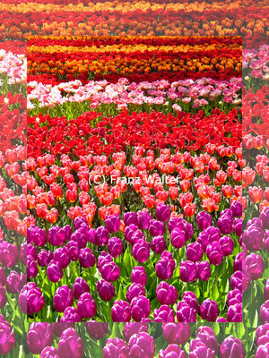 "Tulpen im Keukenhof - der schönste Frühlingspark der Welt" - Copyright by Franz Walter
