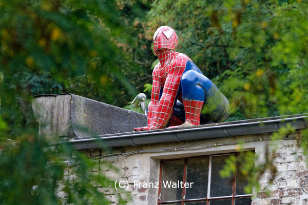 "Ruhrtal Spiderman (7-104302)" - (C) Franz Walter