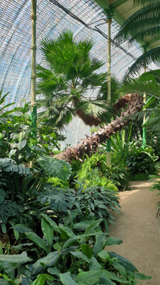 Schloss Lednice (im Palmenhaus)