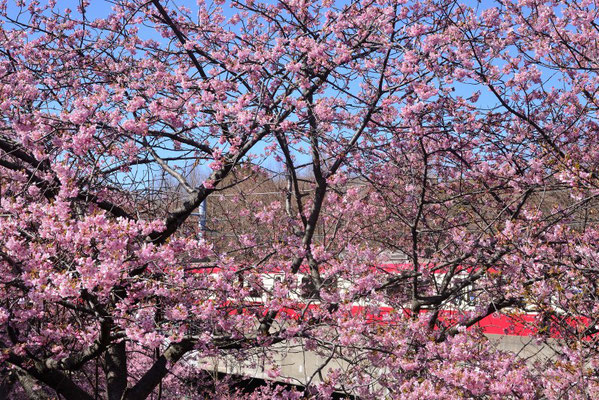 京浜急行電車と河津桜のコラボ